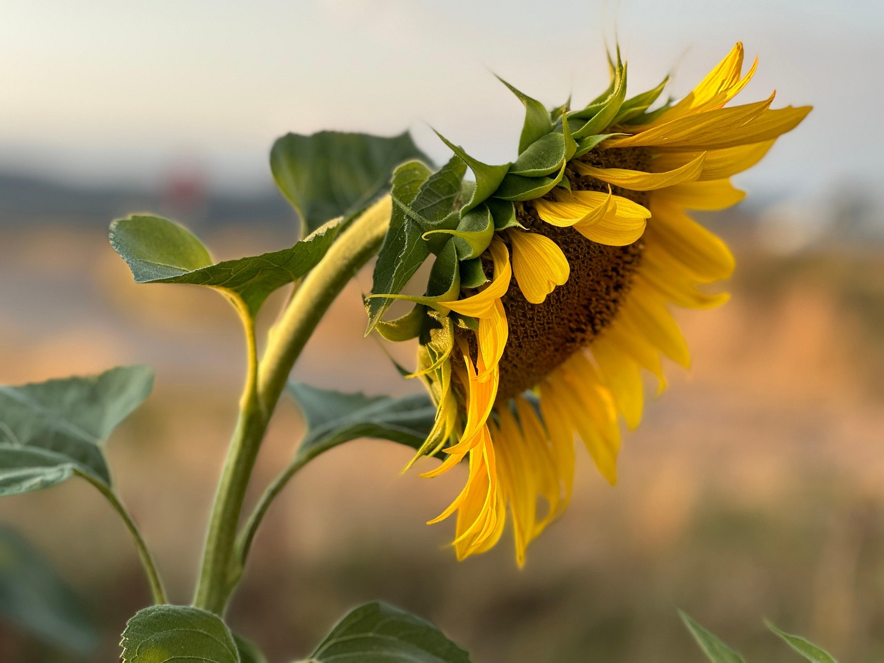Sunflower Yellow Flower - Free photo on Pixabay - Pixabay