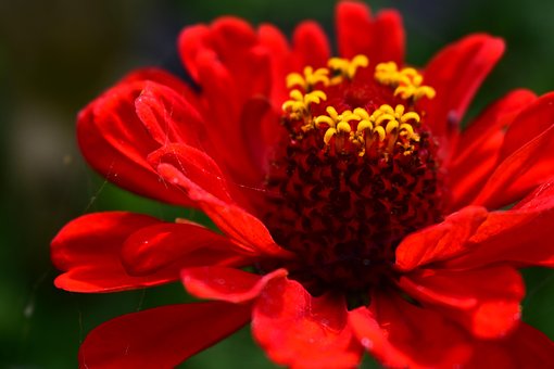 Flor, Zinnia, Jardín, Bloom, Florecer
