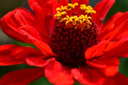 Zinnia, Flor, Pétalos, Botánica, Bloom