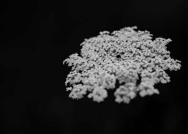 Luonne Kukka Taide Ilmainen Valokuva Pixabayssa Pixabay