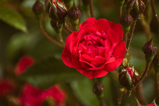 Röd Ros Röda Blommor Blomknoppar - Gratis foto på Pixabay - Pixabay