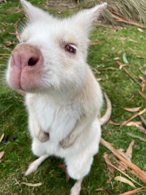 Free Albino Kangaroo Kangaroo photo and picture