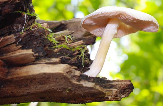 Free Mushroom Gnome photo and picture