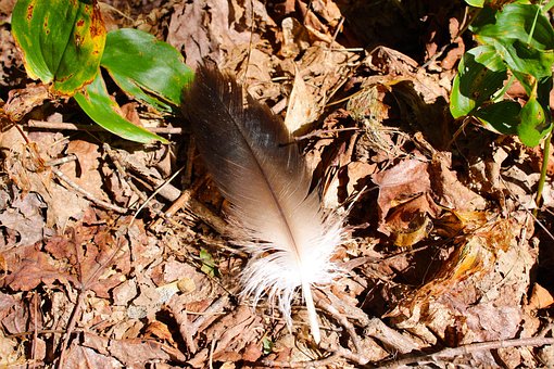 Free Bald Eagle Eagle Feather photo and picture