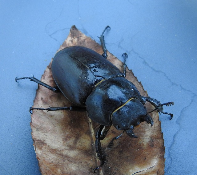 Käfer, Garten, Natur, Laub, Blätter