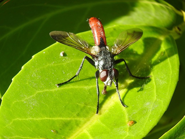 Fliege, Insekt, Blatt, Natur, Landschaft