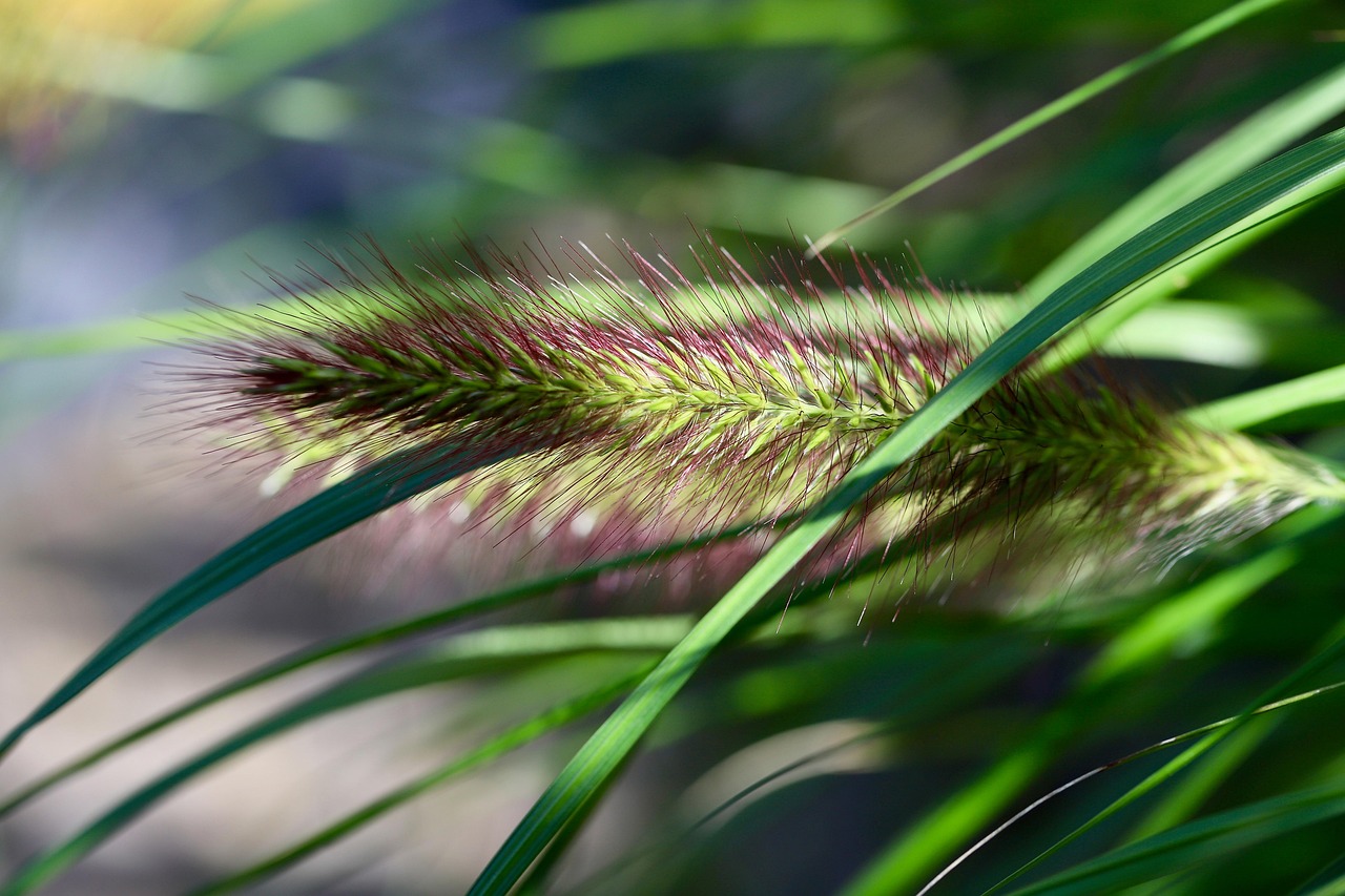 100+ Free Sweetgrass & Poaceae Photos - Pixabay