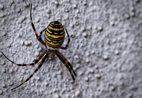 Free Spider Insect photo and picture
