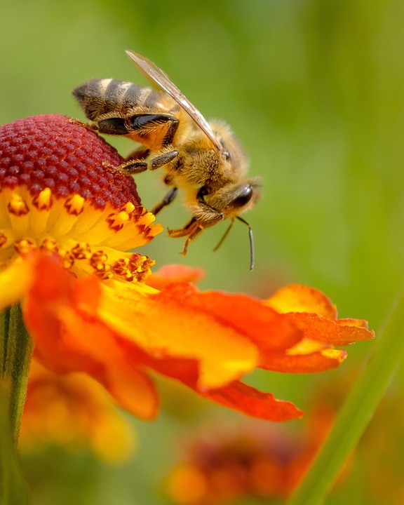 Flower Bee Honey Free photo on Pixabay Pixabay