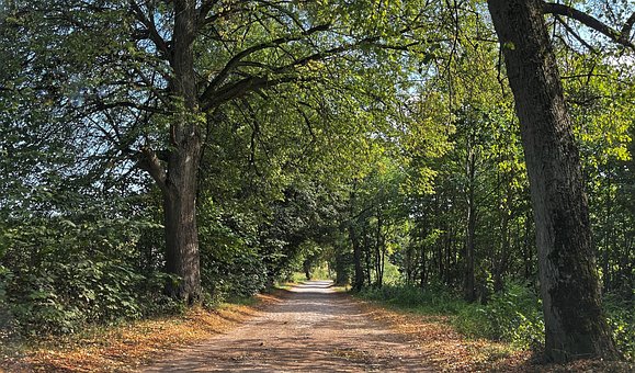 Free Way Trees photo and picture