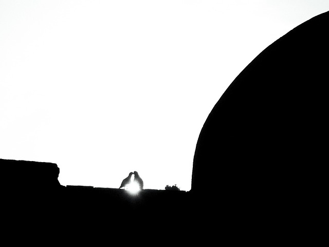 Free Black Pigeon photo and picture