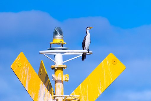 Free Bird Cormorant photo and picture