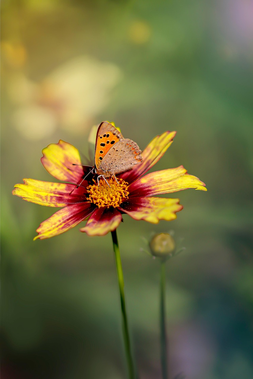 Discover and download free images - Pixabay