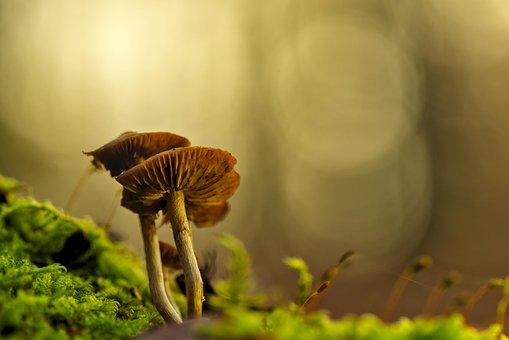 Cogumelo, Cogumelos, Floresta