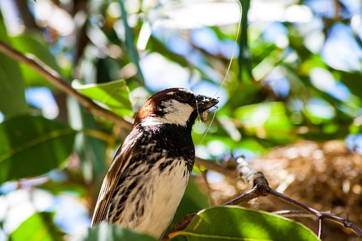 Free Sparrow Bird photo and picture