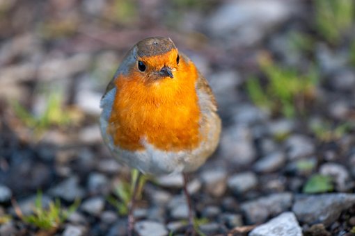Free Bird Robin photo and picture