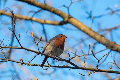 Free Robin Bird photo and picture