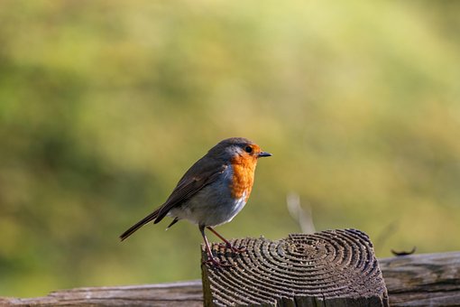 Free Robin Bird photo and picture