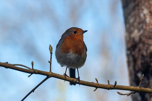 Free Robin Bird photo and picture