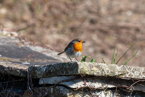 Free Bird Hd Wallpaper photo and picture
