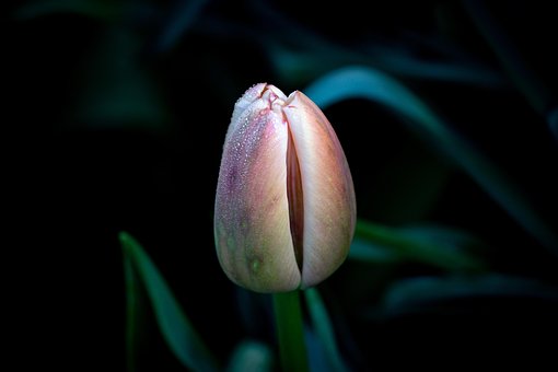 Free Flower Petals photo and picture