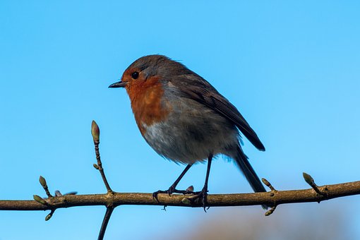Free Robin Bird photo and picture