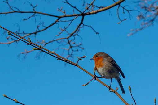 Free Robin Bird photo and picture