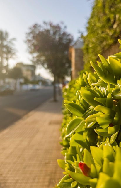Plant, Straat, Vervagen, Zonsondergang