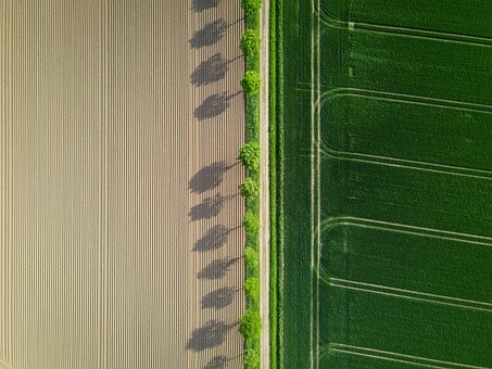 Free Field Trees photo and picture