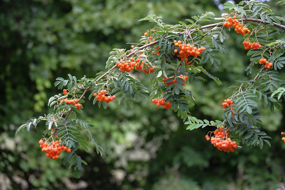 Nature Arbre Rouge - Photo gratuite sur Pixabay - Pixabay