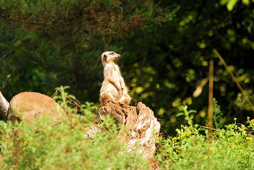 Free Meerkat Mammal photo and picture