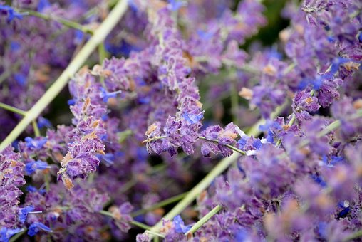 Free Purple Nature photo and picture