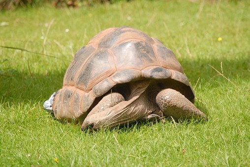 Free Tortoise Nature photo and picture