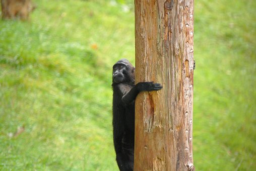 Free Monkey Zoo photo and picture