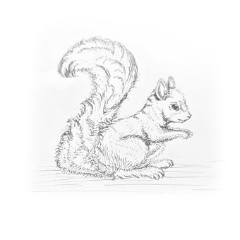 Kostenfreier Download, Eichhörnchen