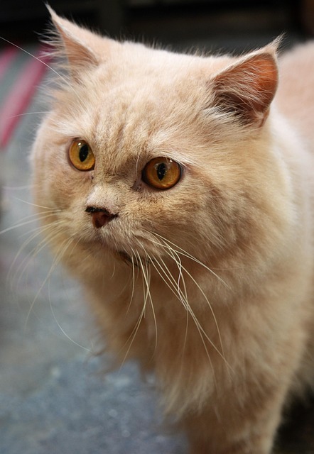 Katze, Persisch, Haustier, Tier
