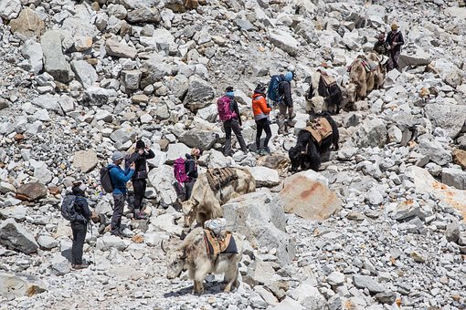 Free Yaks And Trekker Traffics photo and picture