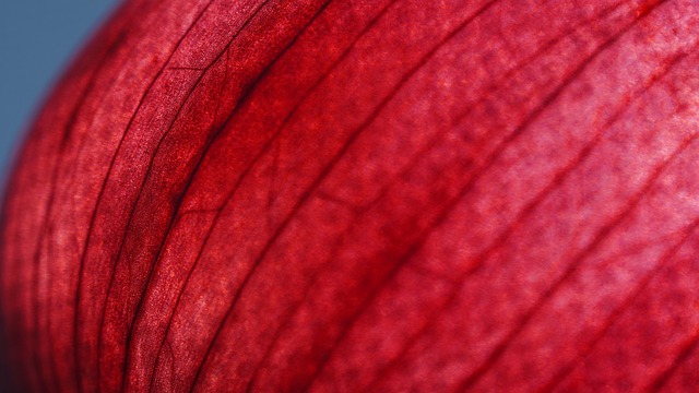 Free Onion Onion Skin photo and picture