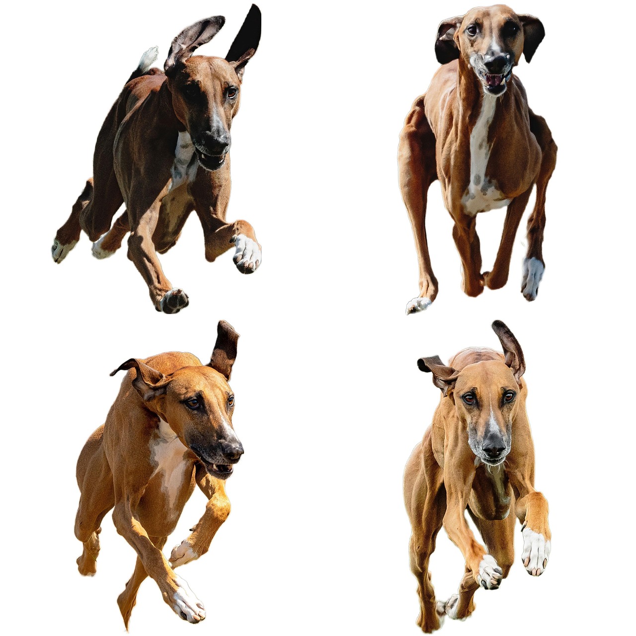 Azawakh Dog Running Free Photo On Pixabay Pixabay 60-000-free-dogs-funny-dog-images-pixabay