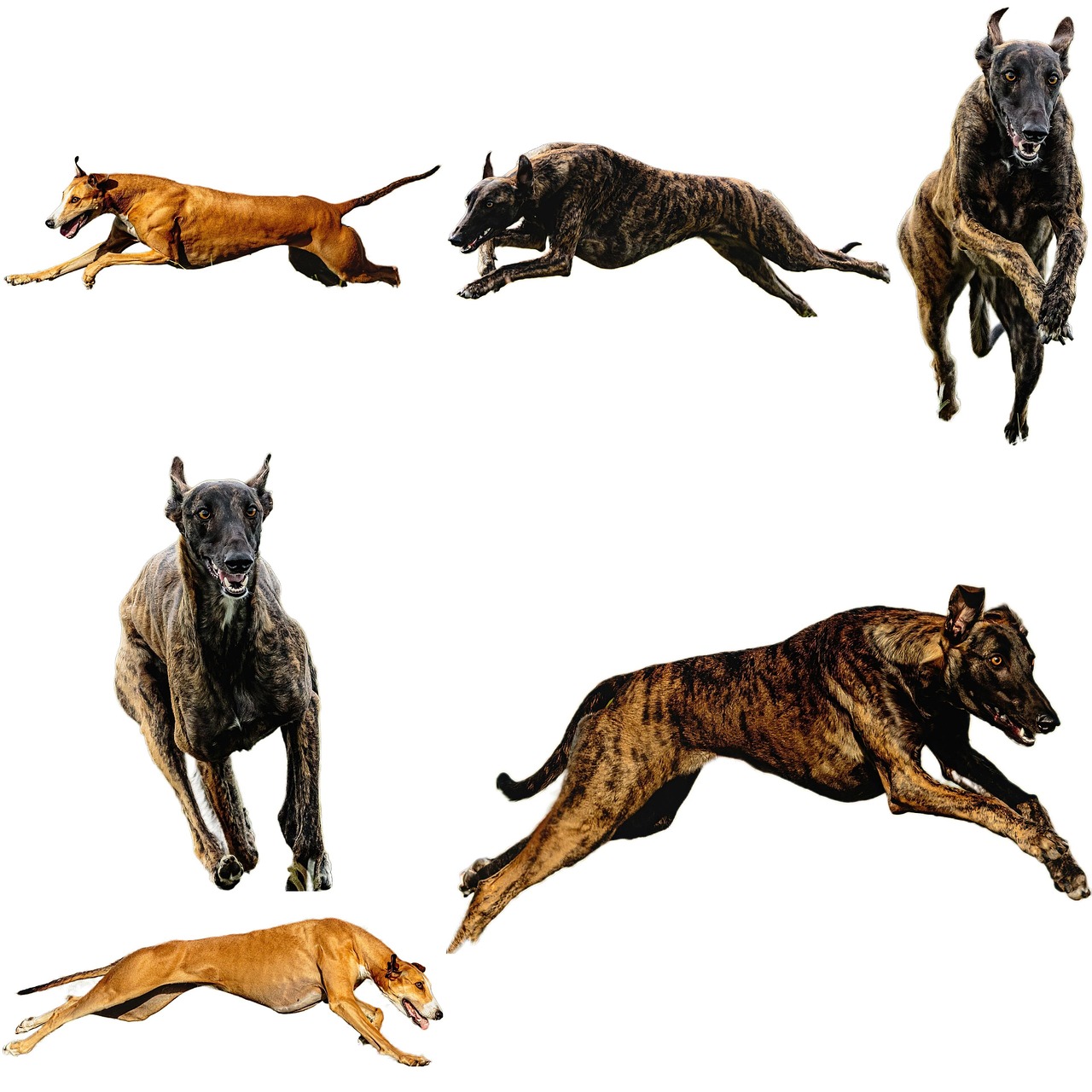 灵缇犬 狗 跑步 - Pixabay上的免费照片 - Pixabay