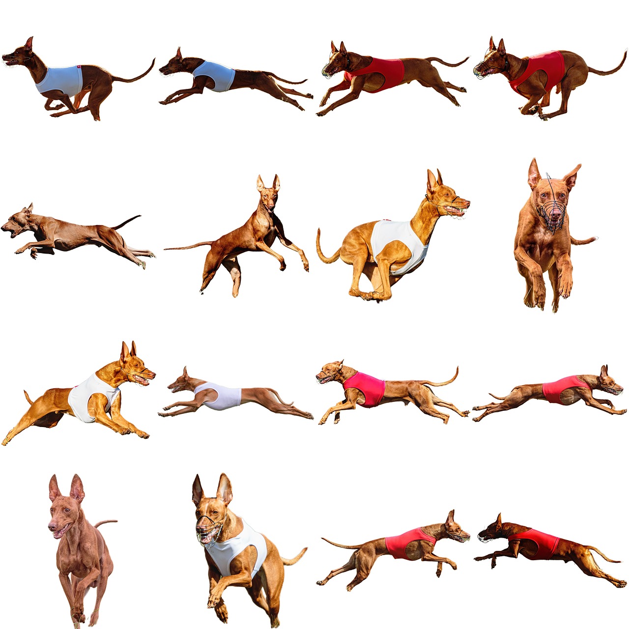 pharaoh-dog-running-free-photo-on-pixabay-pixabay