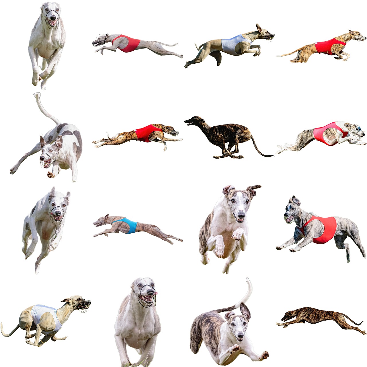 whippet-dog-running-free-photo-on-pixabay-pixabay