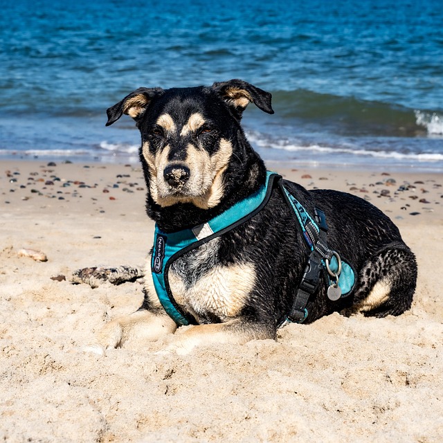 Free Dog Sea photo and picture