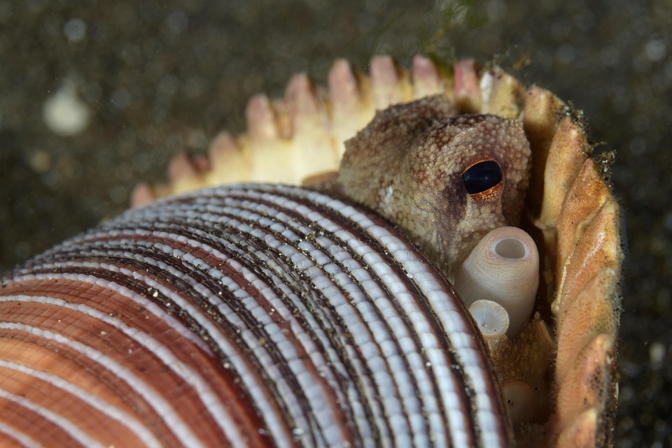 Octopus Diving Shell - Free photo on Pixabay - Pixabay
