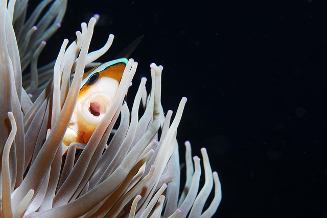 Free Clown Fish Fish photo and picture