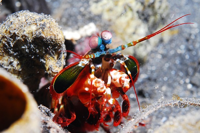Free Mantis Shrimp Shrimp photo and picture
