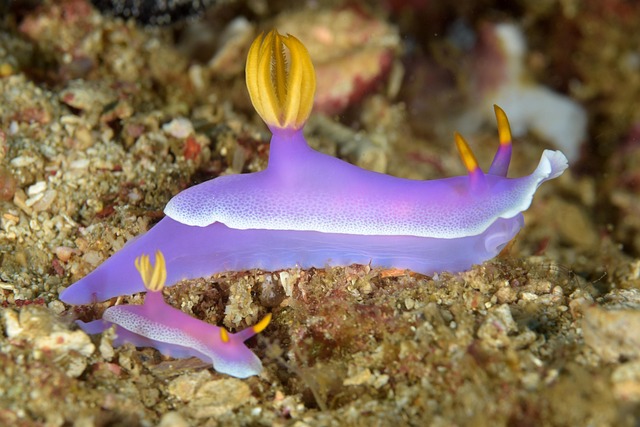 Free Nudibranch Sea Slug photo and picture