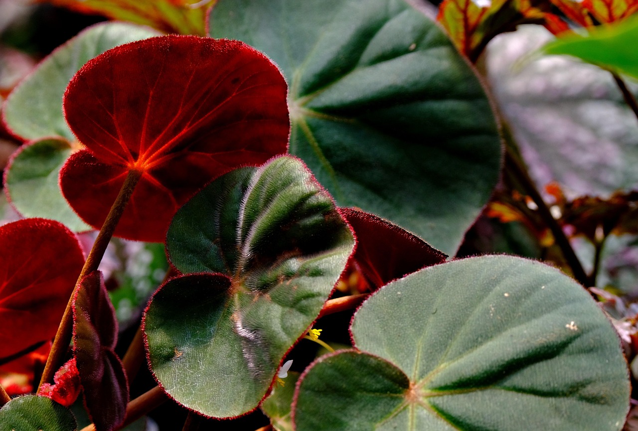 Begonia Red Leaves Free photo on Pixabay Pixabay