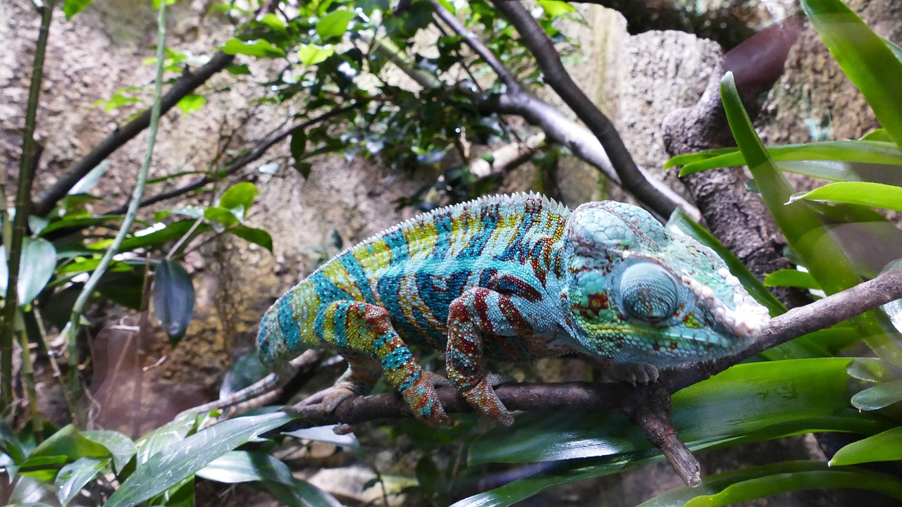 Chameleon Reptile Change Love For Free photo on Pixabay Pixabay