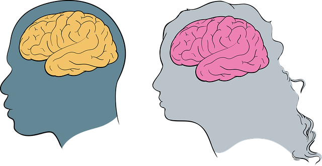 Free brain neurology anatomy vector